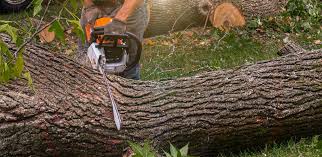 Reliable Uniontown, PA Tree Care Services Solutions